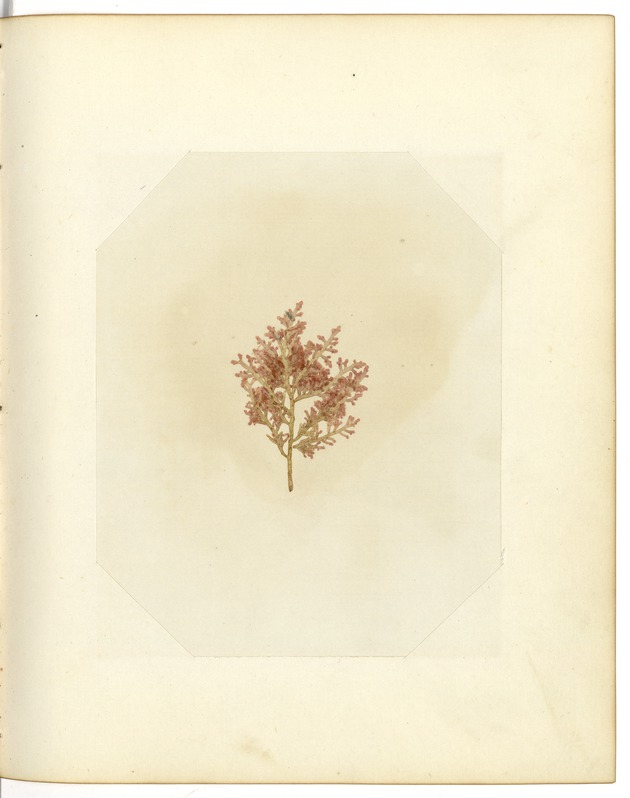 Pressed Red Algae, Dry Tortugas