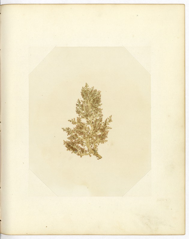 Pressed Algae, Dry Tortugas