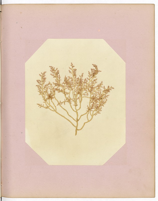 Pressed Red Algae, Dry Tortugas