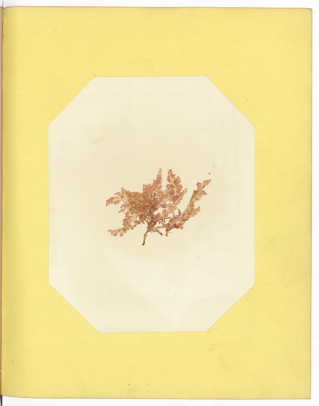 Pressed Red Algae, Dry Tortugas