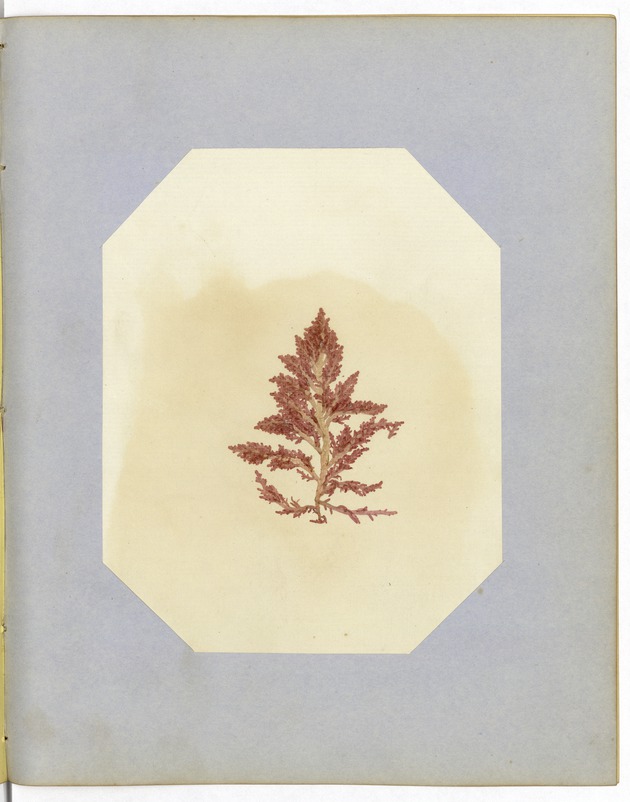 Pressed Red Algae, Dry Tortugas