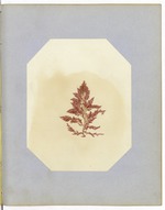 Pressed Red Algae, Dry Tortugas