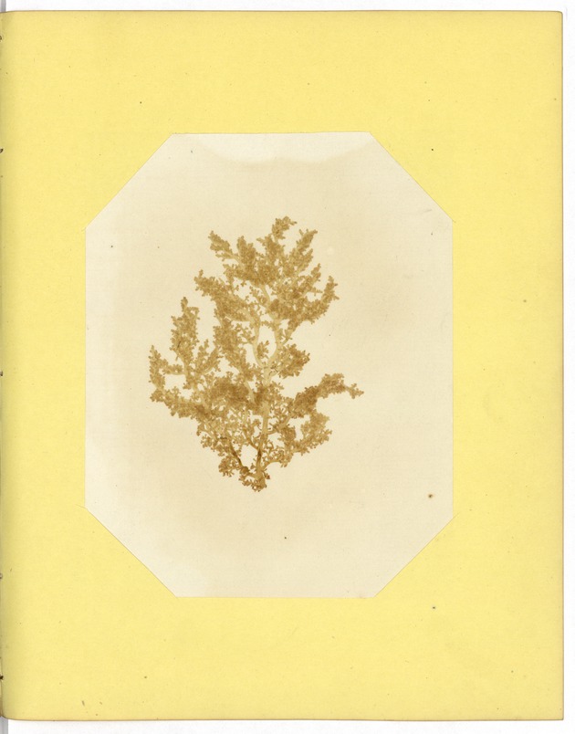 Pressed Algae, Dry Tortugas