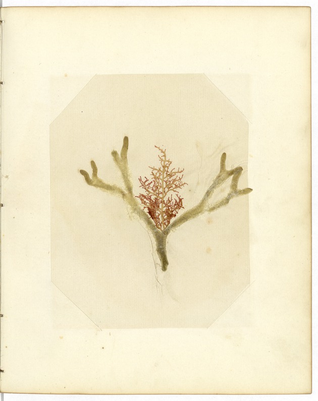 Pressed Red Algae, Dry Tortugas