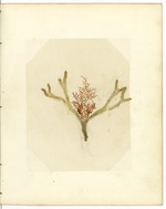 Pressed Red Algae, Dry Tortugas