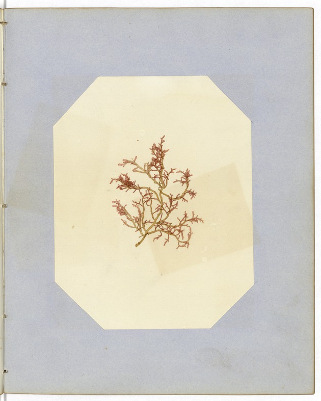 Pressed Red Algae, Dry Tortugas