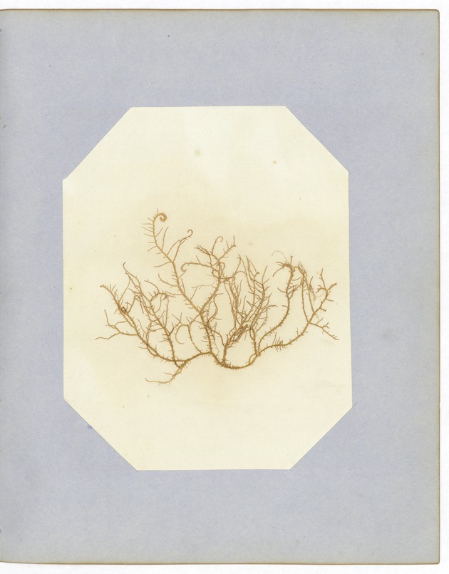 Pressed Red Algae, Dry Tortugas