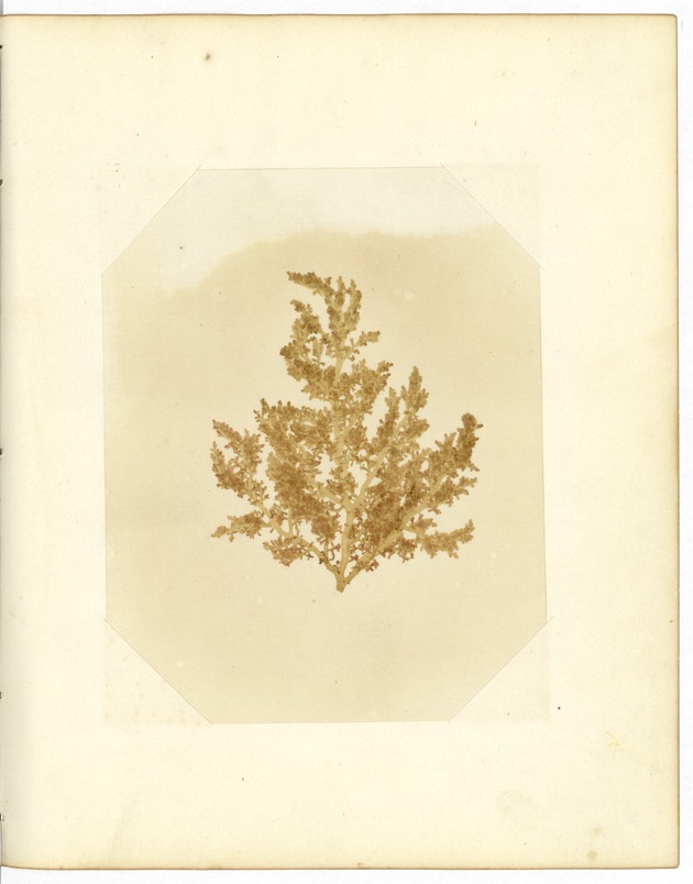 Pressed Algae, Dry Tortugas