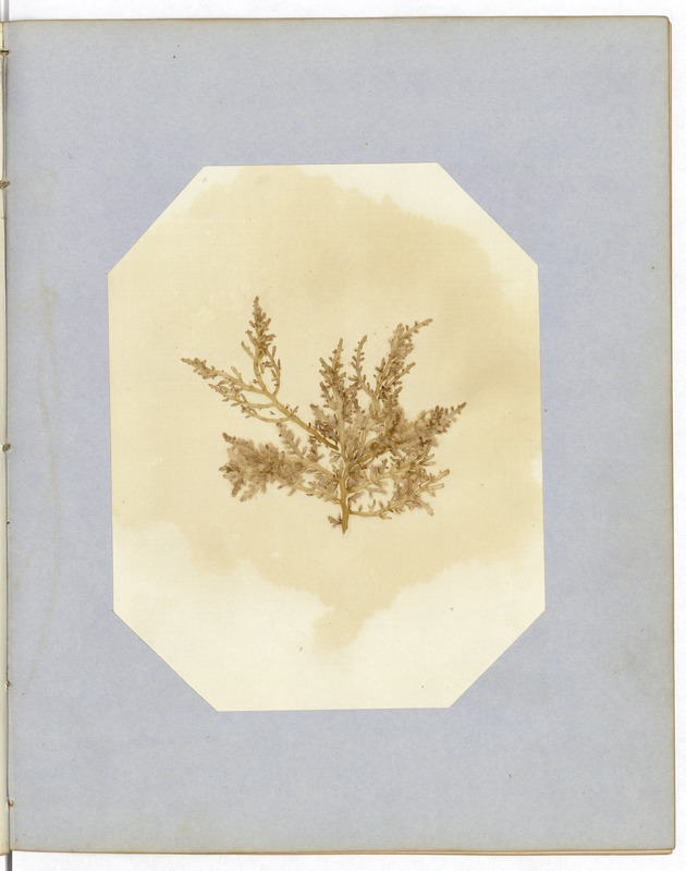Pressed Algae, Dry Tortugas