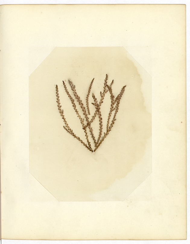 Pressed Red Algae, Dry Tortugas