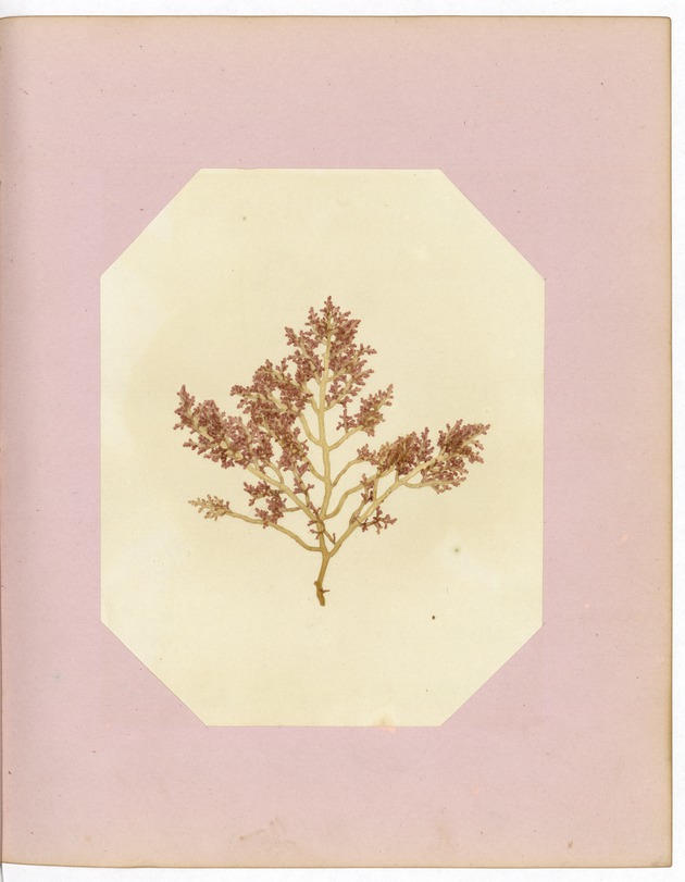Pressed Red Algae, Dry Tortugas