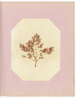 Pressed Red Algae, Dry Tortugas