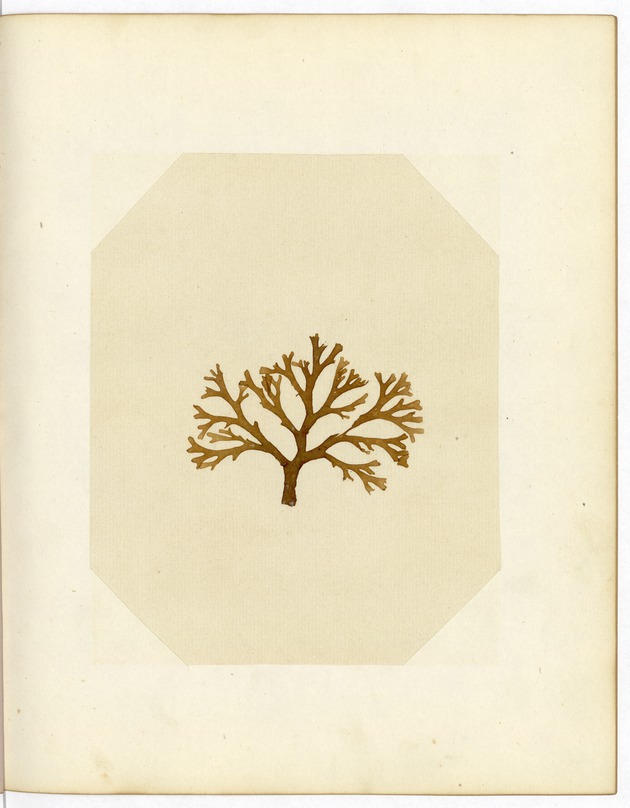 Pressed Red Algae, Dry Tortugas