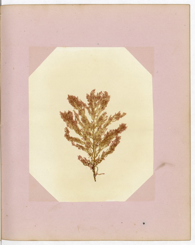 Pressed Red Algae, Dry Tortugas