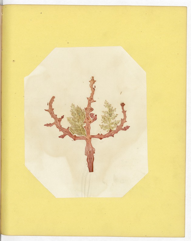 Pressed Red Algae, Dry Tortugas