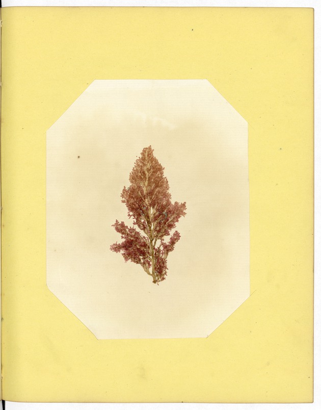 Pressed Red Algae, Dry Tortugas