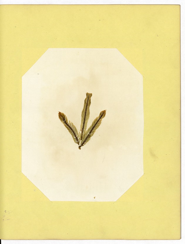 Pressed Algae, Dry Tortugas