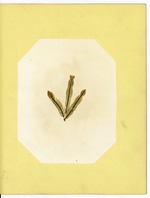 Pressed Algae, Dry Tortugas