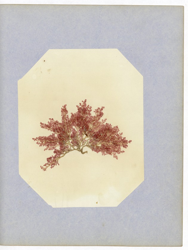 Pressed Red Algae, Dry Tortugas