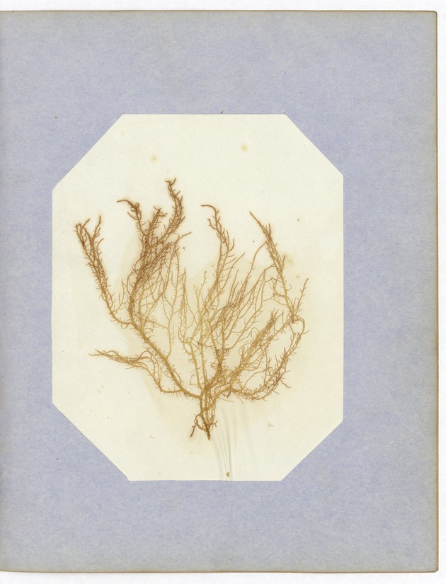 Pressed Red Algae, Dry Tortugas