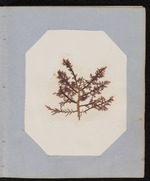 Red Algae Pressing, Dry Tortugas