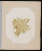 Algae Pressing, Dry Tortugas