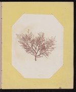 Red Algae Pressing, Dry Tortugas