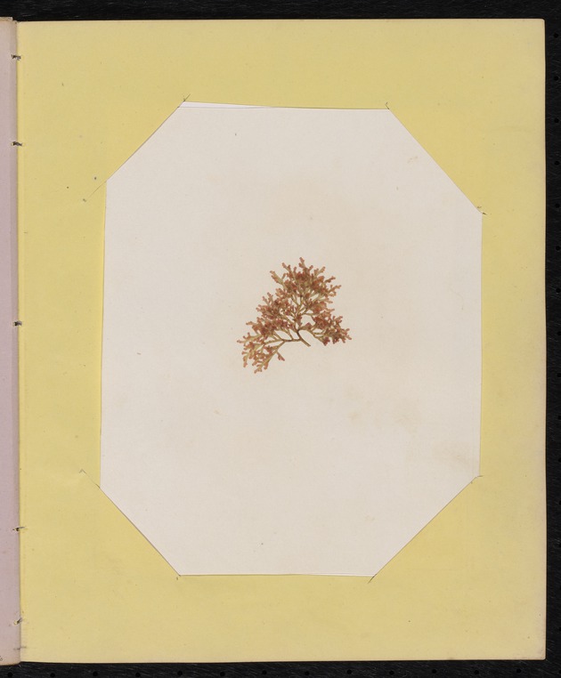 Red Algae Pressing, Dry Tortugas