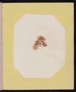 Red Algae Pressing, Dry Tortugas