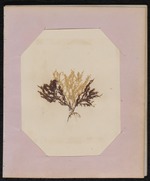 Red Algae Pressing, Dry Tortugas