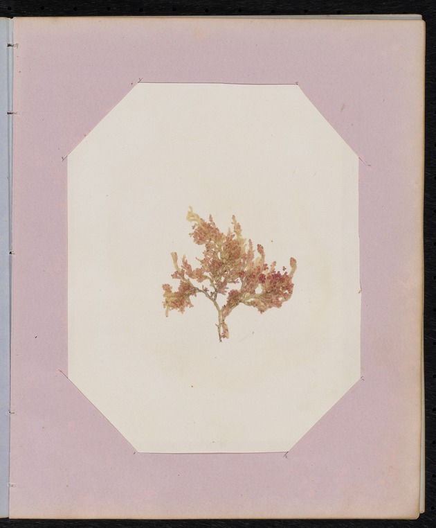 Red Algae Pressing, Dry Tortugas