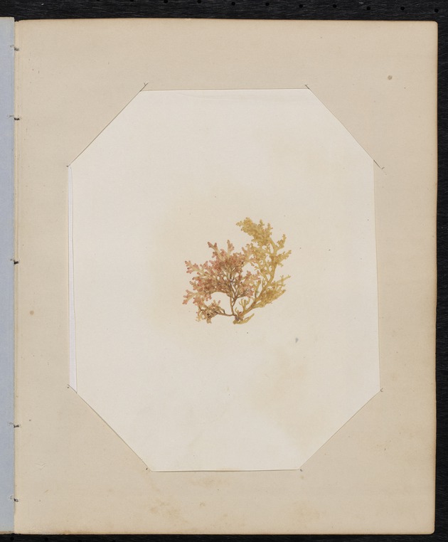 Red Algae Pressing, Dry Tortugas