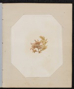 Red Algae Pressing, Dry Tortugas