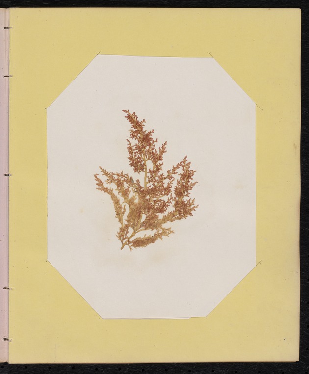 Red Algae Pressing, Dry Tortugas