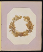 Pressed Wreath of Red Algae, Dry Tortugas