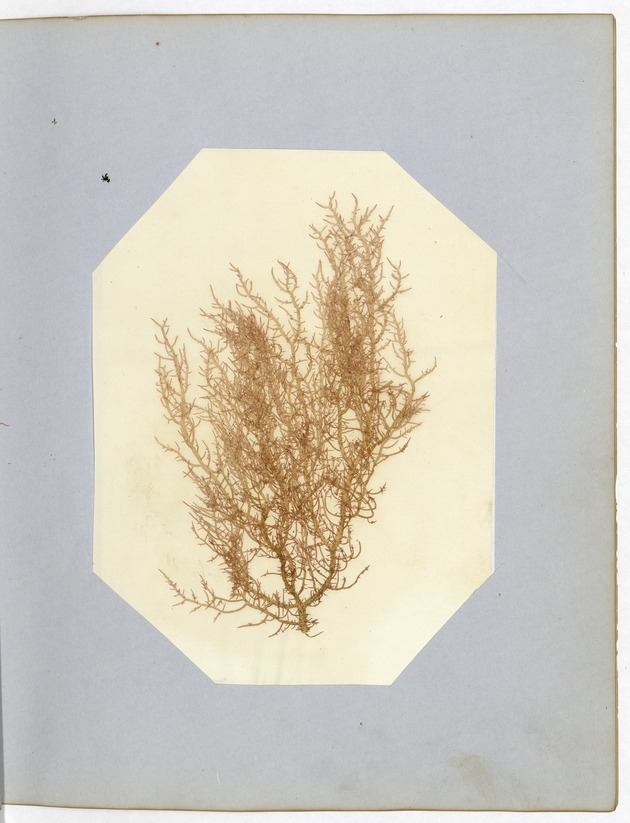 Pressing of Red Algae, Dry Tortugas