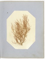 Pressing of Red Algae, Dry Tortugas