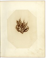 Pressing of Red Algae, Dry Tortugas