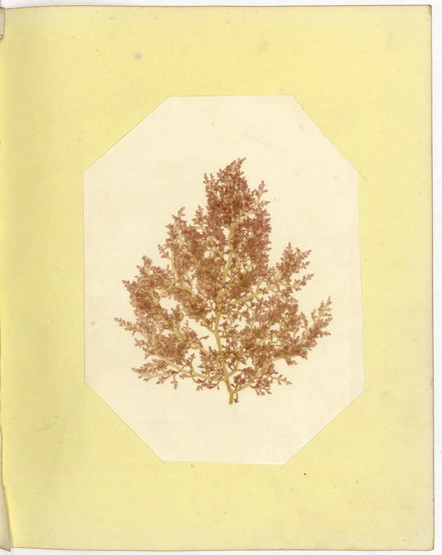 Pressing of Red Algae, Dry Tortugas