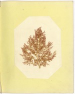 Pressing of Red Algae, Dry Tortugas