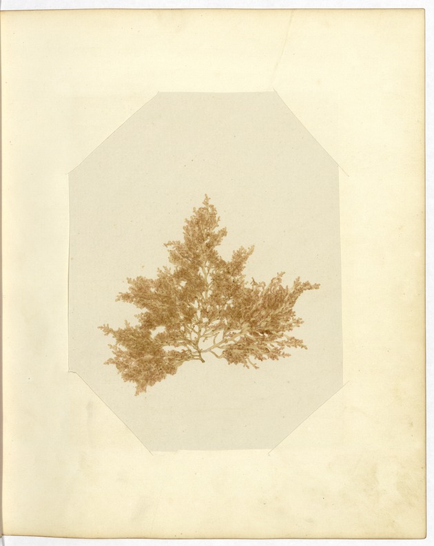 Pressing of Red Algae, Dry Tortugas