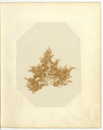 Pressing of Red Algae, Dry Tortugas