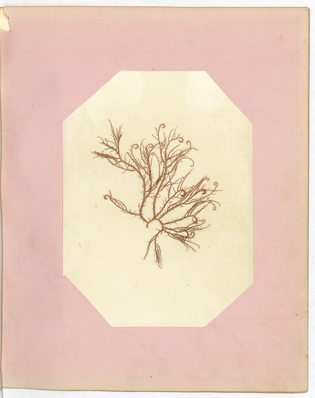 Pressing of Red Algae, Dry Tortugas