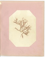 Pressing of Red Algae, Dry Tortugas
