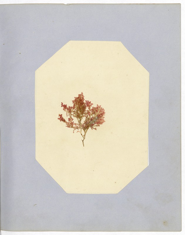 Pressing of Red Algae, Dry Tortugas