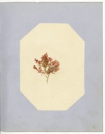 Pressing of Red Algae, Dry Tortugas