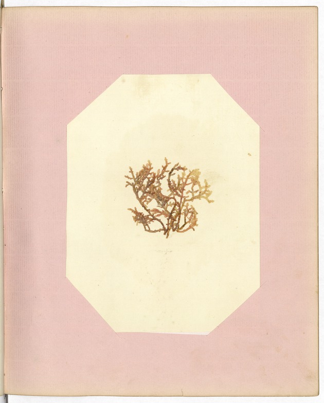 Pressing of Red Algae, Dry Tortugas
