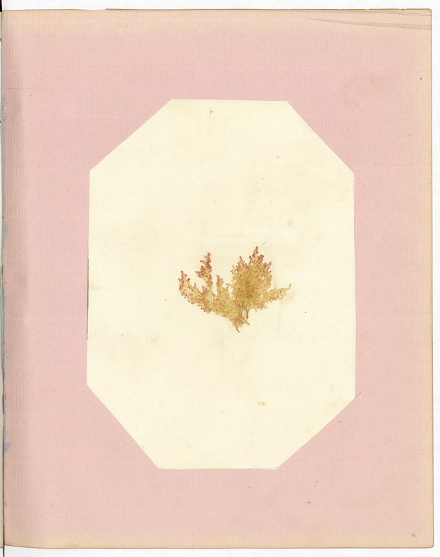 Pressing of Red Algae, Dry Tortugas