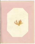 Pressing of Red Algae, Dry Tortugas