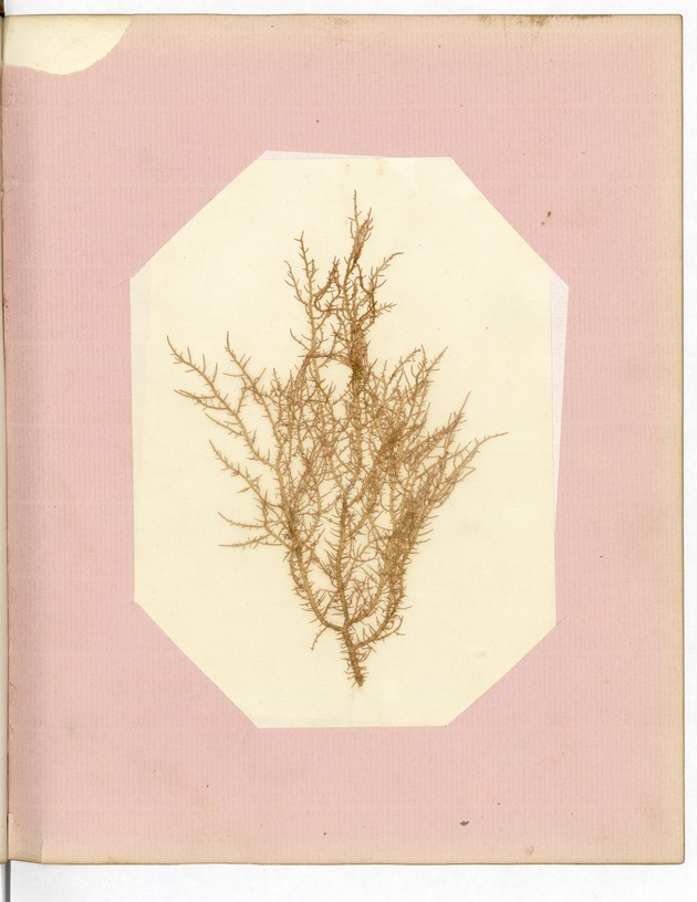 Pressing of Red Algae, Dry Tortugas